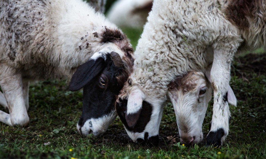 龙8头号玩家(国际)官方网站